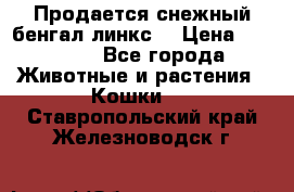 Продается снежный бенгал(линкс) › Цена ­ 25 000 - Все города Животные и растения » Кошки   . Ставропольский край,Железноводск г.